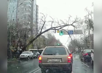 Алматыда көлікке ағаш құлады