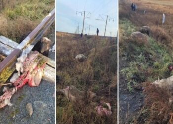 Солтүстік Қазақстанда жүк пойызы 16 қойды басып кетті