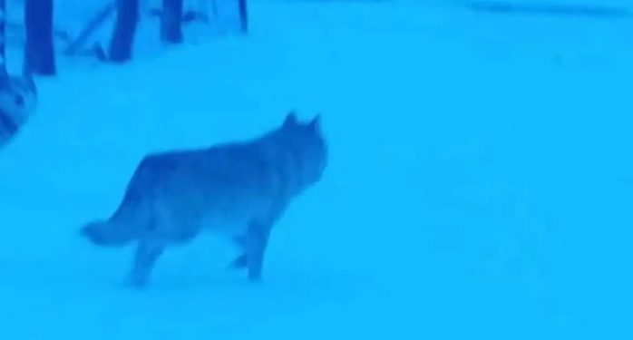 Қарқаралының үш тұрғынына қасқыр шапты