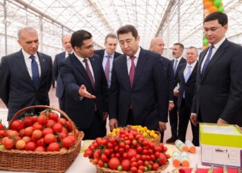 В ШЫМКЕНТЕ ПОЛУЧИЛИ ПЕРВЫЙ УРОЖАЙ ТОМАТОВ В ТЕПЛИЧНОМ КОМПЛЕКСЕ «ALSERA KZ»