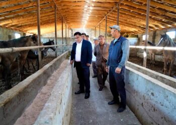 ТҮРКІСТАН: КЕНТАУДА МАЛ БОРДАҚЫЛАУ АЛАҢДАРЫНЫҢ САНЫ АРТЫП КЕЛЕДІ