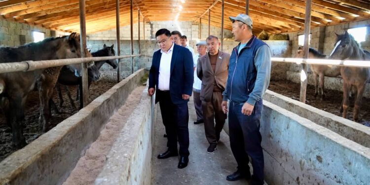 ТҮРКІСТАН: КЕНТАУДА МАЛ БОРДАҚЫЛАУ АЛАҢДАРЫНЫҢ САНЫ АРТЫП КЕЛЕДІ