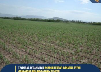 ТҮРКІСТАН: ТҮЛКІБАС АУДАНЫНДА 64 МЫҢ ГЕКТАР АЛҚАПҚА ТҮРЛІ ДАҚЫЛДАР МЕН МАЛ АЗЫҒЫ ЕГІЛГЕН