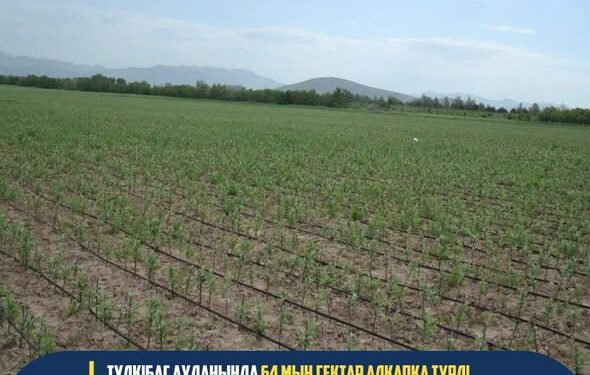 ТҮРКІСТАН: ТҮЛКІБАС АУДАНЫНДА 64 МЫҢ ГЕКТАР АЛҚАПҚА ТҮРЛІ ДАҚЫЛДАР МЕН МАЛ АЗЫҒЫ ЕГІЛГЕН