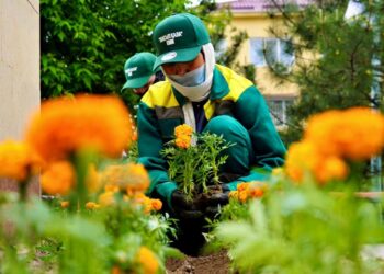 Кентауда «Таза Қазақстан» аясында көгалдандыру жұмыстары қарқын алды